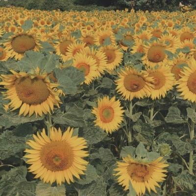 AOA体育下载手机版截图