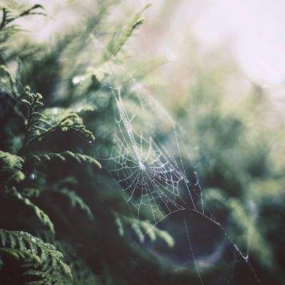 火狐官网app下载